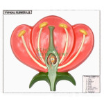 Model, L. S. Flower
